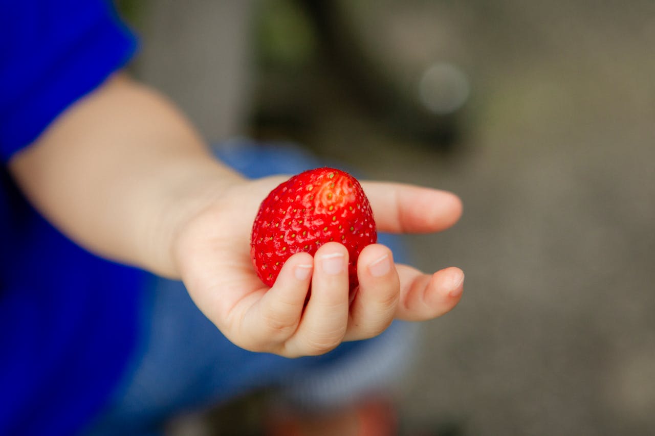 Free stock photo of close up, ontario, strawberry
